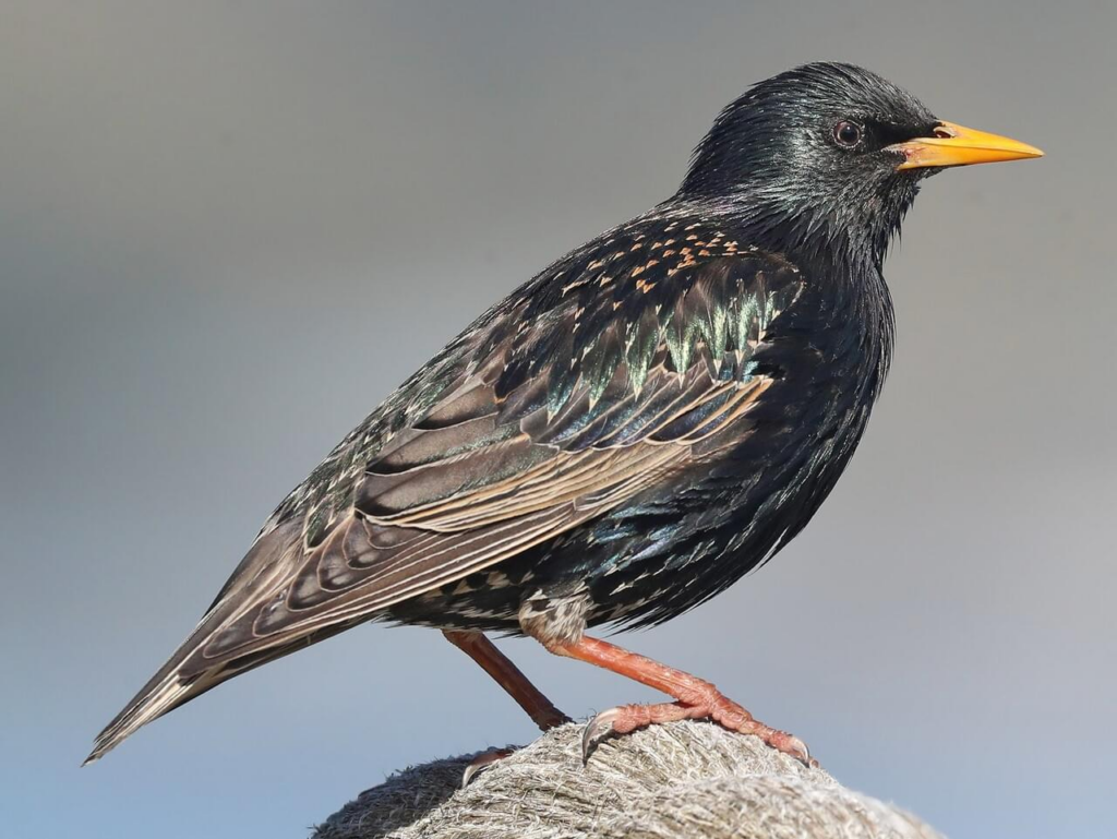 closeup of a starling bird with yellow beak and black speckled body