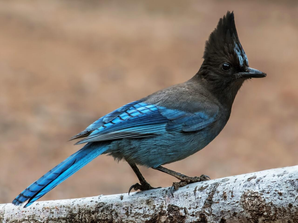 stellar jay blue and black bird perched on a branch, seen while bird watching in Maple Ridge