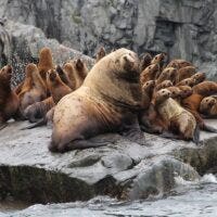 Steller Sea Lion