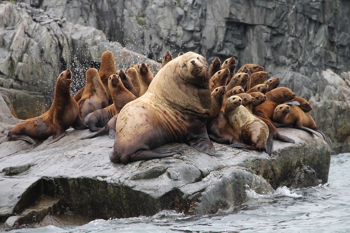 Sea lions on a rock sticking out of the water