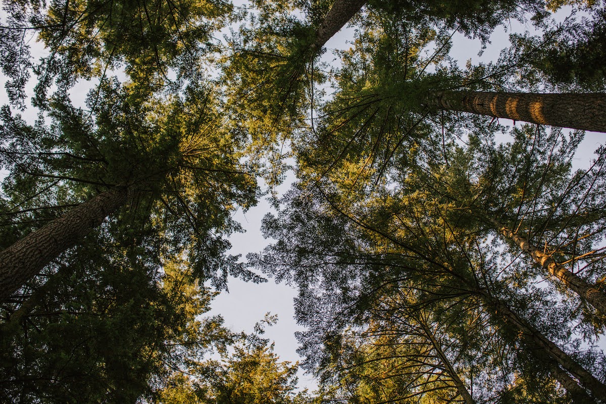 A view of tree tops from the ground
