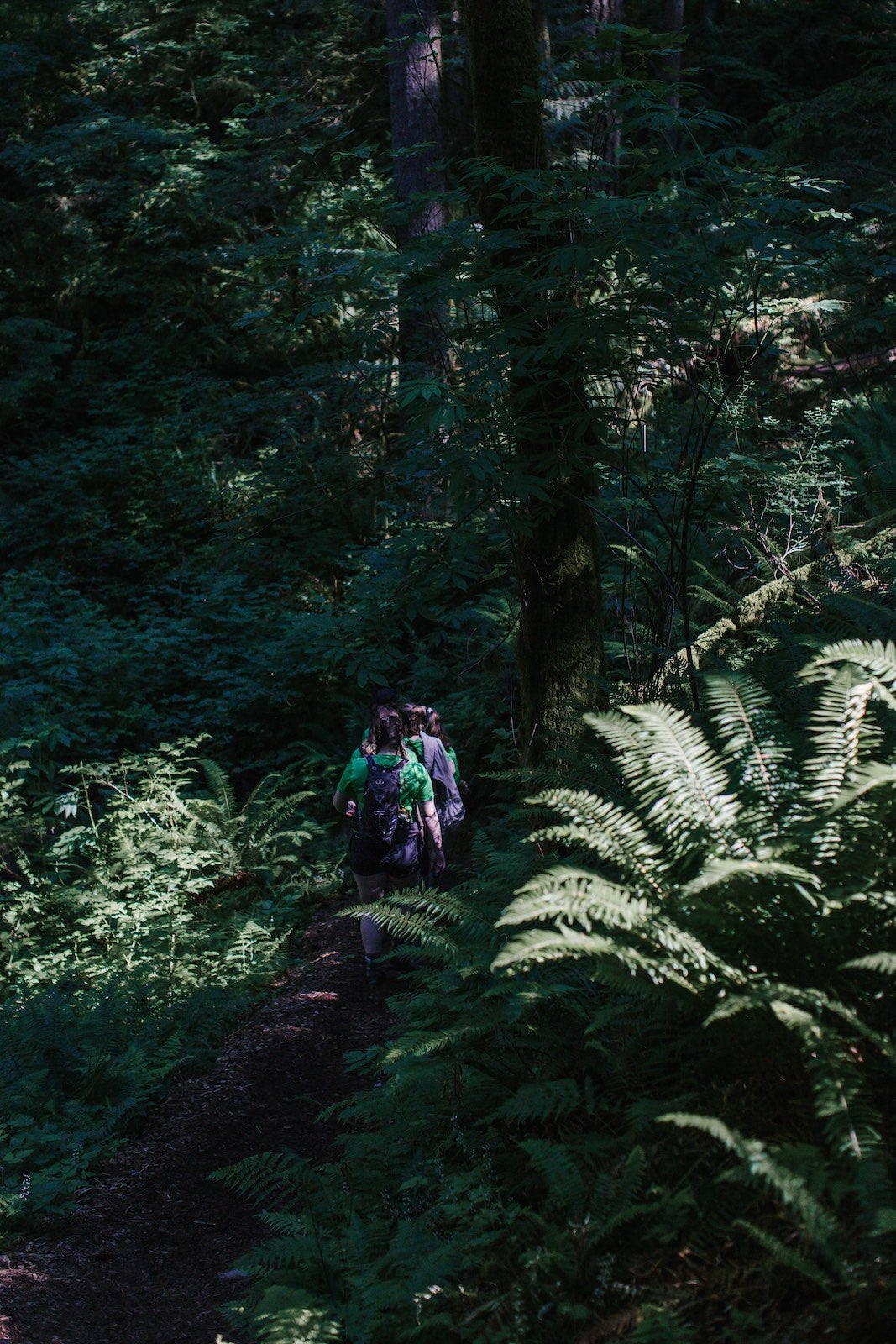 Wild and Immersive team hiking through the deep brush in the forest