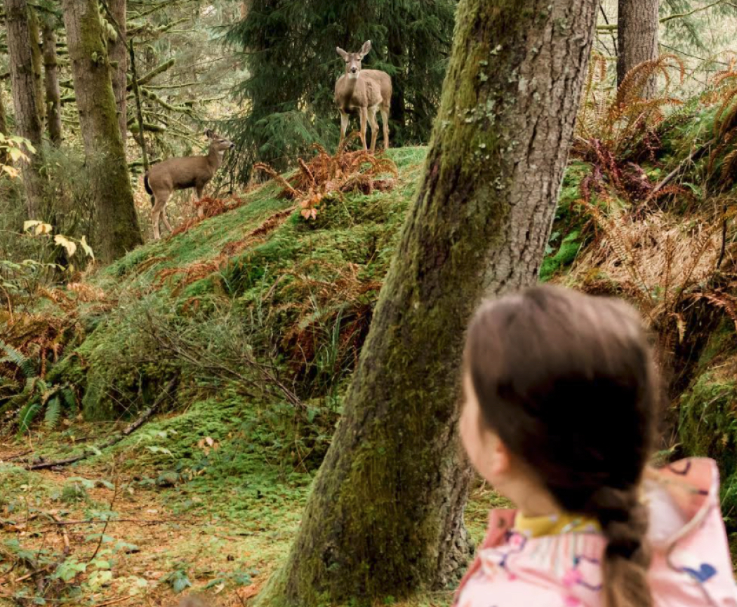 Young girl looking at deers nearby in the woods at a Wild and Immersive Camp in Maple Ridge