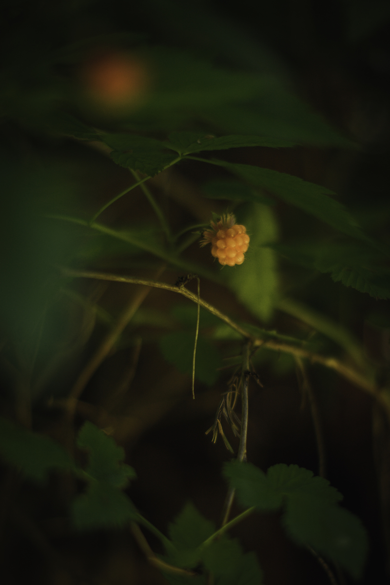Wild raspberry in the forest