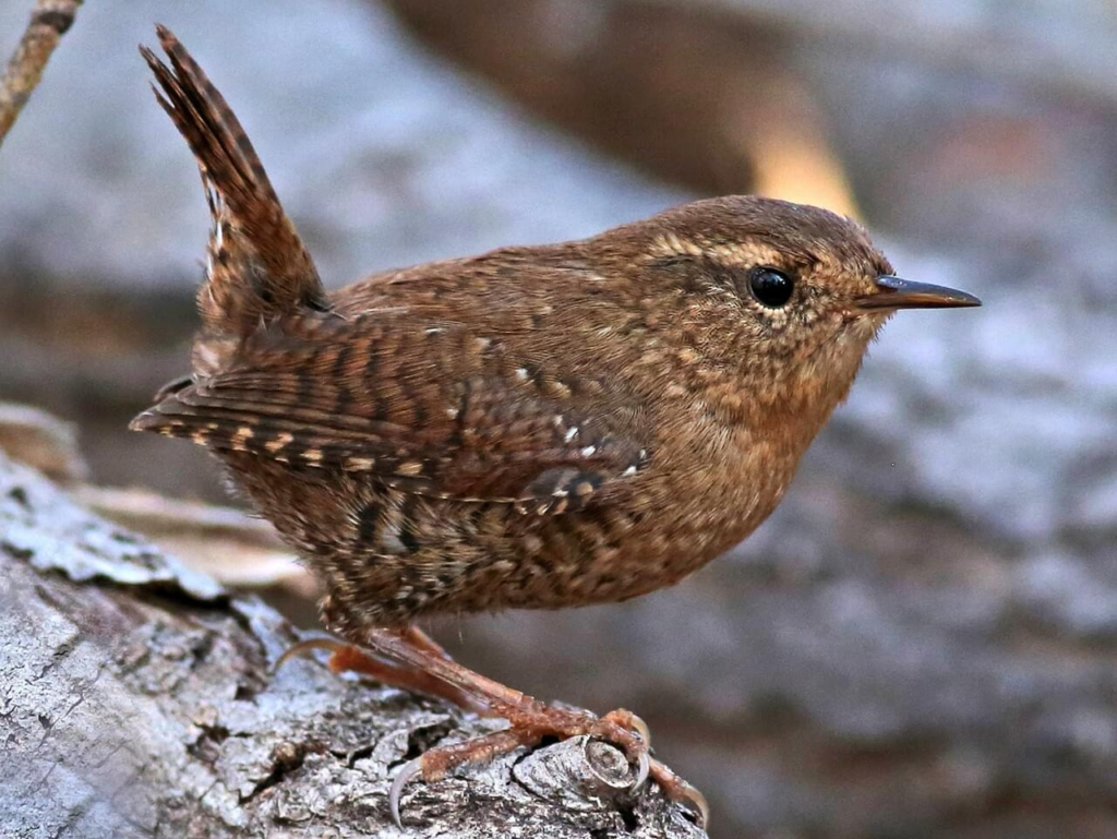 little brown wren bird perched on a grey-brown branch